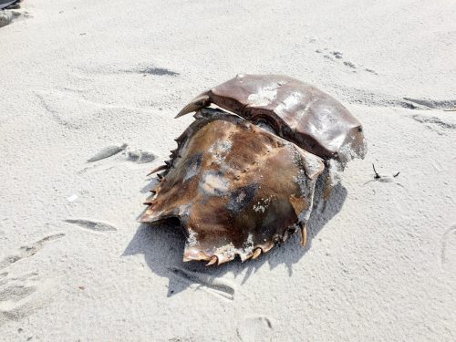 Henlopen State Park, DE